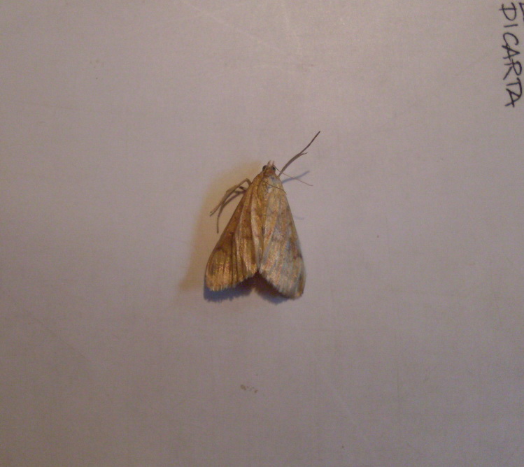 Idaea sp?